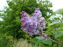 یاس خوشه ای